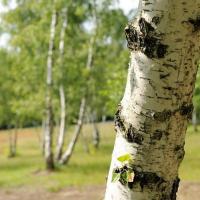 2133_5602 Birkenstamm mit schwarz weisser Rinde - Birkenwäldchen in der Boberger Niederung. | Naturschutzgebiet Boberger Niederung